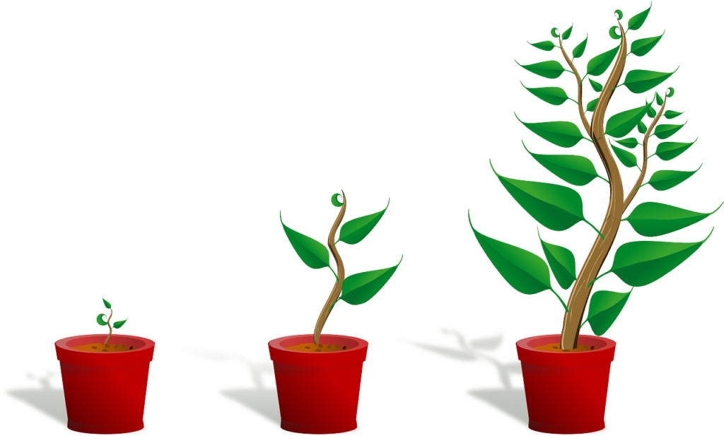 sapling, plant, growing-154734.jpg